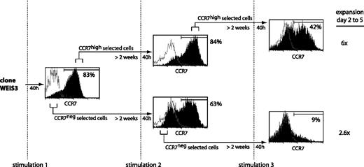 Figure 6. Selection of a subpopulation having lost the ability to switch on CCR7 upon stimulation. CTL clone WEIS3, which had a CD27–CD28– phenotype, was stimulated with MZ2-MEL.43 tumor cells pulsed with the MAGE-3 peptide and IL-2. Cells were stained 40 hours after each stimulation with an anti-CCR7 antibody, with a biotinylated anti–mouse IgG2a antibody, and with a PE-Cy5–conjugated streptavidin (black histograms). Control cells were stained with an isotype-matched antibody instead of the anti-CCR7 antibody (empty histograms). Cells with the highest fluorescence (CCR7high) and cells with the lowest fluorescence (CCR7neg) were selected by flow cytometry, cultured with IL-2, and restimulated approximately 2 weeks later. The percentages indicated in the figure correspond to the fraction of the cells having a fluorescence intensity above 99% of the cells labeled with the control isotype-matched antibody. After 2 rounds of selection and a further stimulation, 60% of the cells were surviving at day 2 for both subpopulations. Expansion was estimated at days 2 and 5 after stimulation by counting the CD8+ cells by flow cytometry.