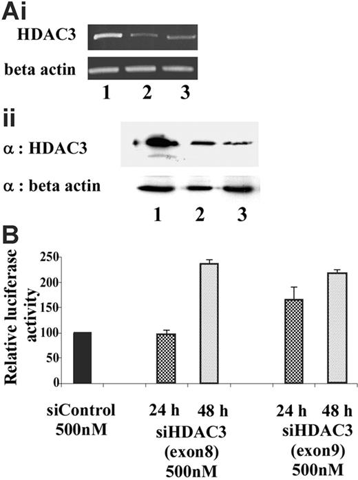 Figure 6. Knockdown of endogenous HDAC3 in GM979 cells. (Ai) RT-PCR analysis of HDAC3 mRNA levels 24 hours after transfection of the siRNA. (Top panel) HDAC3 levels. (Bottom panel) β-actin levels. Lane 1: control (nonspecific siRNA); lane 2: siHDAC3 (exon 8); lane 3: siHDAC3 (exon 9). (Aii) (Top panel) Immunoblot showing HDAC3 levels after cells were treated with siRNA. Lane 1: control (nonspecific siRNA); lane 2: siHDAC3 (exon 8), lane 3: siHDAC3 (exon 9). (Bottom panel) Immunoblot using β-actin as a loading control. (B) Relative induction of the Aγ-globin gene following siHDAC3 treatment. Ratios of firefly luciferase–renilla luciferase of cells treated with siHDAC3 (exons 8 and 9), represented as a percentage of the control transfection. Results shown were an average of 2 independent experiments and were recorded either at 24 hours (checked) or 48 hours (dotted) following siRNA treatment; error bars represent the standard errors of the mean.