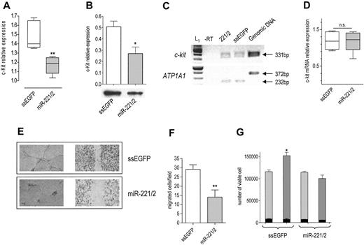 Figure 1. Effects of miR-221 and miR-222 transfection in HUVECs. c-Kit protein expression in cells transfected with ssEGFP or with the miR-221/miR-222 mix was detected 48 hours after transfection by (A) FACS (**P < .01) or (B) by Western blot analysis (band intensity normalized to that of tubulin; *P < .05). (C) RT-PCR of c-Kit. (top) c-kit mRNA level was detected by RT-PCR in control and miR-221/miR-222 mix–transfected cells by amplification of a 331-bp fragment. (bottom) A 232-bp fragment of ATP1A1 mRNA was amplified from the same RT samples to ensure equal loading per lane. The absence of the 372-bp fragment in lanes 1 to 3 indicates that the cDNA is not contaminated by genomic DNA. A representative experiment of 3 performed is reported. L1 indicates 100-bp ladder. (D) Quantification of c-Kit mRNA. RT-PCR band intensity of c-Kit and ATP1A1 was quantified using image analysis software, and their ratio was used to compare relative expression. (E) SCF-induced tube formation (left panel): 48 hours after transfection, HUVECs were seeded onto Matrigel and were exposed to 100 ng/mL SCF + 2% FBS for 6 hours. Images of wound healing were taken after staining with crystal violet. An EPSON Expression 1680 Pro scanner (Seiko Epson, Nagano, Japan) equipped with a transparent unit was used to acquire the images. EPSON Twain Network version 2.00E and Adobe Photoshop 7.0 (Adobe Systems, San Jose, CA) were used for image acquisition and elaboration. Results of 1 of 3 representative experiments are reported. SCF-induced wound healing (right panel): HUVECs were collected 24 hours after transfection, counted, and seeded at a density of 2 × 105 on a coated 12-well multiplate. Six hours later, the monolayers were wounded and healing was observed after overnight incubation. The tube formation was photographed after staining with crystal violet. Images were acquired with a Wilovert inverted microscope (Hund, Wetzlar, Germany) equipped with 10×/0.25 objective lenses and a CoolPix 4500 digital camera (Nikon, Tokyo, Japan). (F) SCF-induced migration: HUVECs transfected with ssEGFP or miR-221/miR-222 mix were allowed to migrate through type I collagen–coated filters in response to 100 ng/mL SCF for 5 hours. The number of migrated cells per field (magnification, × 200) is reported. **P < .01. (G) Cell viability: cells were collected at the end of transfection (light gray bars) and after 48 hours of exposure to SCF (gray bars), stained with trypan blue, and counted. Total number of viable cells is reported. Dead cells (black bars) in control and miR-221/miR-222–transfected plates are also reported. *P < .05.