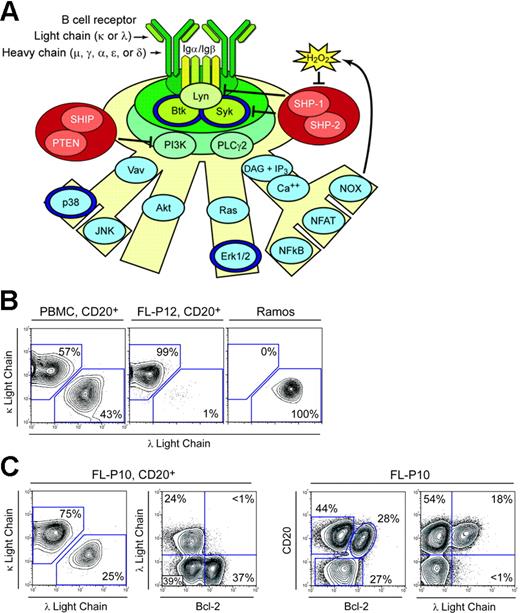 Figure 1. Distinguishing BCR signaling events and FL biopsy cell subsets by flow cytometry. (A) Phosphoproteins detected by flow cytometry (dark blue rings) are highlighted on a model of BCR signaling that includes regulation by protein tyrosine phosphatases. The BCR can instruct B cells to proliferate, alter innate immune signaling thresholds, induce B-cell anergy, or initiate cell death in a manner thought to depend on the strength, duration, and path of signaling. We detected BCR-mediated phosphorylation of Syk, Btk, Erk1/2, and p38 in subsets of primary human B cells. (B) Flow cytometry analysis of light chain isotype of CD20+ cells from a peripheral blood mononuclear cell (PBMC) sample (healthy donor), an FL tumor biopsy specimen from a different patient (FL-P12), and the Ramos lymphoma cell line. Ramos cells are clonal in origin and were of λ isotype. FL tumor cells in FL-P12 were κ isotype and vastly outnumbered the TIL B cells, as is commonly observed in FL tumor biopsy specimens. (C) Flow cytometry analysis of an FL biopsy specimen with an unusually large number of infiltrating nonmalignant B cells (FL-P10). Analysis of light chain isotypes present in the CD20+ subset of cells suggested that the tumor B cells were κ isotype and indicated that all B cells in the sample were exclusively κ or λ isotype. Expression of λ isotype was compared with Bcl-2 expression to identify FL tumor and nonmalignant B-cell populations. FL tumor B cells were κ isotype and overexpressed Bcl-2. Nonmalignant tumor-infiltrating host B cells did not overexpress Bcl-2 and were either κ or λ isotype. CD20 expression was also compared with Bcl-2 and with λ light chain expression in the total population of cells in the sample.