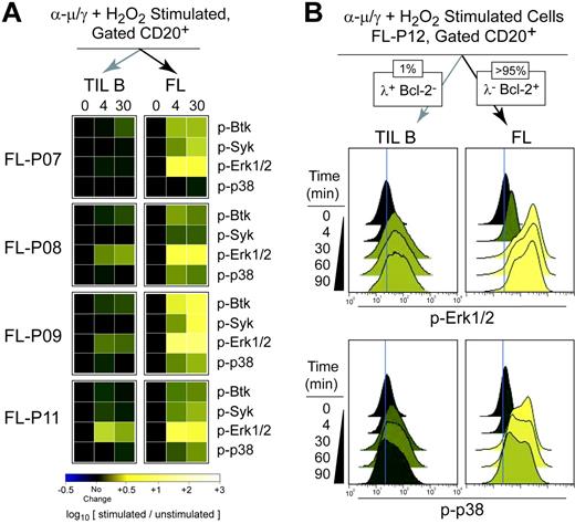 Figure 7. Tumor cell–specific BCR-mediated signaling is common in FL. (A) BCR-mediated signaling at 4 and 30 minutes following BCR cross-linking in the presence of H2O2 (α-μ/γ+ H2O2) was measured in subsets of the CD20+ B cells from 4 FL patient samples (FL-P07, FL-P08, FL-P09, FL-P11). FL B cells (CD20+ Bcl-2hi nontumor light chain–, dark arrow) and tumor-infiltrating nonmalignant B cells (CD20+ Bcl-2lo nontumor light chain+, light arrow) were distinguished and their signaling was compared by coloring heat map squares relative to the fold induction of phosphorylation relative to the unstimulated sample (0 minute). (B) Flow cytometry analysis of FL patient biopsy cells (FL-P12) stimulated by a combination of BCR cross-linking and H2O2 (α-μ/γ+ H2O2) for various times (4, 30, 60, or 90 minutes) or left unstimulated (0 minute). BCR-mediated phosphorylation of Erk1/2 and p38 was measured in nonmalignant B cells (CD20+ λ isotype, light arrow) and compared with that in FL B cells (CD20+ Bcl-2+ λ–, dark arrow).