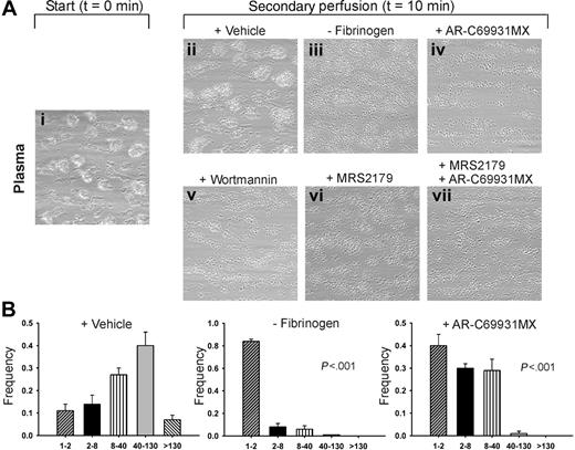 Figure 1. Fibrinogen binding and ADP receptor function are needed for thrombus stability under flow. (A) Human blood was flowed over VWF/collagen at 1000 s–1 for 4 minutes. Thrombi were formed on coverslips (i). These were then perfused again for 10 minutes with PPACK-anticoagulated plasma containing indicated antagonists: vehicle (ii), fibrinogen-depleted plasma (iii); AR-C69931MX (30 μM) (iv), wortmannin (1 μM) (v), MRS2179 (100 μM) (vi), and AR-C69931MX plus MRS2179 (vii). Representative phase-contrast images (180 × 180 μm) are given after secondary perfusion (n = 3-5). (B) Histograms of features obtained by image analysis; estimated numbers of platelets per feature were 1 to 2, 2 to 8, 8 to 40, 40 to 130, and more than 130, as indicated. Secondary perfusion was with control plasma, fibrinogen-depleted plasma, or plasma plus AR-C69931MX (χ2 analysis). Data are shown as mean ± SEM (n = 3–5).