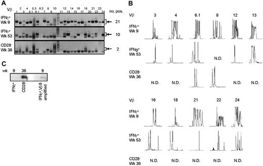 Figure 3. Late CMV-specific CD4+ T cells have a very restricted TCR Vβ usage. (A) Pictures show the bands on gel retrieved after PCRs for the different Vβ families of patient 1. Analysis was performed on cDNA obtained after amplification of total RNA isolated from the different sorted CMV-specific CD4+ T-cell populations. Arrows on the right side indicate the height at which the specific bands for the Vβ families can be found. Smaller bands at the bottom of the picture are primer dimers and should therefore not be considered specific. Numbers on the right indicate the number of Vβs present in that sample. (B) Results of the spectratype of Vβ families which were found in both early and late CMV-specific CD4+ T-cell populations of patient 1. Each peak represents a CDR3 region with a certain length spaced by 3 nucleotides. Numbers indicate the corresponding Vβ; on the left side, the different cell populations are mentioned. N.D. indicates not detectable in that cell population. (C) Figure shows bands obtained after specific PCR based on sequence found in Vβ8 of CD4+CD28– T cells of patient 1.