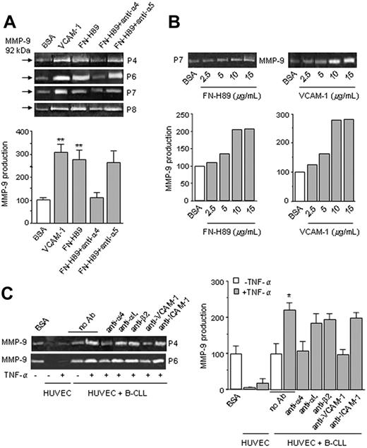 Figure 2. α4β1 integrin engagement up-regulates MMP-9 in B-CLL cells. (A) B-CLL cells (2 × 106) from 4 different patients were suspended in RPMI, 0.1% FCS and incubated on wells coated with 0.5% BSA, 10 μg/mL FN-H89, or 10 μg/mL VCAM-1. Some cells were pretreated for 30 minutes with anti-α4 or -α5 mAbs (10 μg/mL) and then incubated in the presence of the Abs. After 24 hours, the conditioned media were concentrated 50 times and analyzed by gelatin zymography. Values for MMP-9 production (arbitrary units) represent the average of all 6 samples studied; basal levels of MMP-9 on BSA were normalized to 100. (B) B-CLL cells from one patient were incubated on wells coated with the indicated concentrations of FN-H89 or VCAM-1, and after 24 hours analyzed as explained. (C) B-CLL cells from 2 patients (5 × 105/100 μL) were incubated on the upper chamber of Transwell filters coated with resting or TNF-α–activated HUVECs, and in the presence or absence of the indicated mAbs. After 24 hours, the conditioned media were concentrated 5 times and analyzed by gelatin zymography. Values for MMP-9 production (arbitrary units) represent the average of the 2 samples studied. Error bars indicate standard deviation. * P < .05; ** P < .01.