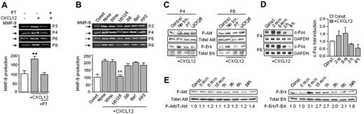 Figure 4. CXCL12 up-regulates MMP-9 in B-CLL cells via the ERK1/2 signaling pathway. (A) B-CLL cells (2 × 106) from 4 different patients were suspended in RPMI, 0.1% FCS and incubated on wells coated with 0.5% BSA and with or without 150 ng/mL CXCL12. Pertussis toxin (PT, 200 ng/mL) was added to some cells. After 24 hours, the conditioned media were concentrated and analyzed by gelatin zymography. Values represent the average of the 6 samples studied, and basal levels of MMP-9 without CXCL12 were normalized to 100. (B) B-CLL cells from 4 patients were incubated for 1 hour with or without (None) the indicated inhibitors (same concentrations as in Figure 3), and added to BSA-coated wells in the presence or absence of 150 ng/mL CXCL12. After 24 hours, the conditioned media were concentrated and MMP-9 was analyzed and quantitated. (C) Cells from 2 patients were incubated on 0.5% BSA in the presence of 150 ng/mL CXCL12, and in the presence or absence of pertussis toxin (PT) or UO126. Control cells were incubated in the absence of CXCL12. Phospho- and total Akt and ERK were analyzed by Western blotting. (D) B-CLL cells from the same patients used in panel C were incubated with or without 150 ng/mL CXCL12; at the indicated times, RNA was extracted and expression of c-fos mRNA was analyzed by RT-PCR using specific primers. GAPDH was also amplified as an internal control for sample loading. Values represent the average of the 2 samples studied. (E) Cells (2 × 106) from the same patient used in Figure 3E were incubated with or without 150 ng/mL CXCL12; at the indicated times, cells were lysed and lysates analyzed by Western blotting using specific Abs to phospho-Akt and phospho-ERK. Relative P-Akt and P-ERK levels were quantitated and normalized with respect to constitutive levels, which were considered 1. ** P < .01.