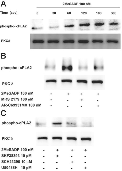 Figure 4. Effect of P2Y1 and P2Y12 receptor antagonists or GIRK channel blockers on 2MeSADP-induced cPLA2 phosphorylation. Washed and aspirin-treated human platelets were stimulated with 2MeSADP (100 nM) in the presence of fibrinogen (1 mg/mL) for various time points at 37°C (A), or for 60 seconds at 37°C, in the presence of MRS2179 (100 μM) or AR-C69931MX (100 nM) (B), and SCH23390 (10 μM), U50488H (10 μM), or SKF38393 (10 μM) (C). The reaction was stopped using 3X sample loading buffer (with DTT). The lysates were subjected to Western blotting analysis and probed with phospho-cPLA2 (Ser505) and PKCδ (lane loading control).