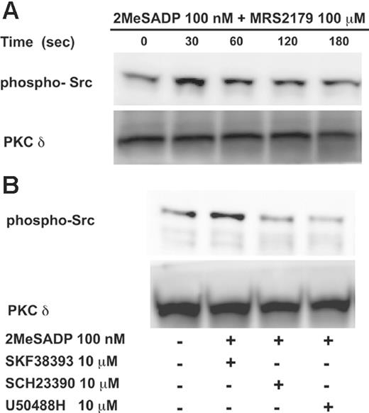 Figure 6. Effect of GIRK channel blockers on Gi-mediated Src activation. Washed aspirin-treated human platelets were stimulated with 2MeSADP (100 nM) in the presence of MRS2179 (100 μM) for different time points at 37°C as indicated under stirring conditions (A), in the absence of exogenously added fibrinogen. In panel B, they were stimulated with 2MeSADP (100 nM) in the presence of MRS2179 (100 μM) and SCH23390 (10 μM), U50488H (10 μM), or SKF38393 (10 μM). The reaction was stopped using 3X sample loading buffer (with DTT). The lysates were subjected to Western blotting analysis and probed with phospho-Src (Y416) (A-B) or PKCδ (lane loading control).