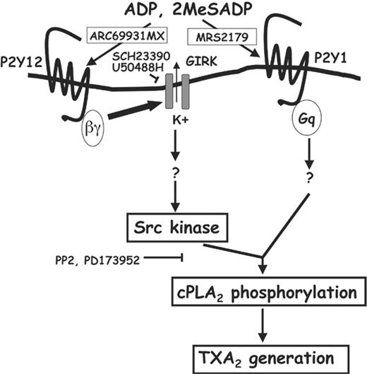 Figure 7. Schematic representation of the role of GIRK channels in ADP-induced TXA2 generation. ADP induces platelet aggregation by activating the P2Y1 and P2Y12 receptors. P2Y12 receptor stimulation causes the release of the βγ dimers from the Gαi subunit, which activates the GIRK channels by binding to their cytosolic regions. Costimulation of P2Y1 and P2Y12 receptors is important for ADP-induced cPLA2 phosphorylation on the serine 505 residue, AA release, and TXA2 generation. Selective stimulation of the P2Y12 receptor leads to Src tyrosine kinase activation, which is inhibited by GIRK channel blockade. Activation of both GIRK channels and Src family of tyrosine kinases, following P2Y12 receptor stimulation, is essential for ADP-induced cPLA2 phosphorylation and for TXA2 generation. SCH23390 and U50488H are the 2 structurally distinct GIRK channel blockers that have been used in our study.