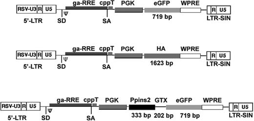 Figure 1. Schematic representation of the lentiviral vectors used in this study (not to scale). Schematic structure of the lentiviral vectors expressing eGFP (LvGFP), hemagglutinin (LvHA), or the murine preproinsulin-2 (LvPpins2). The size of the inserts is indicated on the figure. RSV-U3 indicates U3 promoter/enhancer of the Rous sarcoma virus; SD, splice donor; SA, splice acceptor; psi (Ψ), packaging signal sequence; ga-RRE, truncated gag gene with the rev responsive element; cppT, central polypurine tract; PGK, phospho-glycerate kinase promoter; WPRE, woodchuck hepatitis virus regulatory element; and LTR-SIN, self-inactivating long terminal repeat.