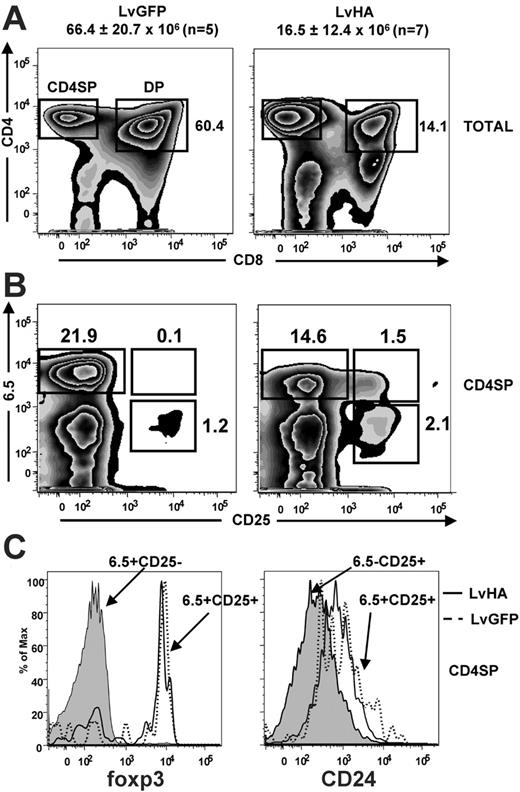 Figure 2. Impact of intrathymic injection of an HA-encoding lentiviral vector in TCR-HA transgenic mice. (A) Representative staining showing CD4/CD8 expression in total cells of the thymus (TOTAL) 6 days after intrathymic injection of GFP-expressing (LvGFP) or HA-expressing (LvHA) lentiviral vectors in TCR-HA mice. Absolute numbers of total cells in injected thymus ± SD are indicated above the panels. Gates defining CD4+CD8– single-positive (CD4SP) and CD4+CD8+ double-positive thymocytes are shown. Numbers indicated on the dot plot represent frequencies of DP cells and are representative of 4 of 7 LvHA-injected mice obtained in 3 independent experiments. (B) Expression of the HA-specific (6.5) TCR and of CD25 in gated thymic CD4+CD8– cells (CD4SP) in the same conditions. Indicated are the frequencies of cells falling within each quadrant. Results are representative of 3 independent experiments. (C, left) Representative profile of foxp3 expression in 6.5+CD25– CD4SP cells (gray histogram) and 6.5+CD25+ CD4SP cells of an LvGFP-injected (dotted line) or an LvHA-injected (solid line) mouse. (C, right) Representative CD24 expression within 6.5–CD25+ CD4SP cells (gray histogram) and 6.5+CD25+ CD4SP cells of an LvGFP-injected (dotted line) or an LvHA-injected (solid line) mouse. Similar profiles were seen in 3 other mice. Total thymus was stained with CD4, CD8, 6.5, CD25, and foxp3 or CD24 mAbs.