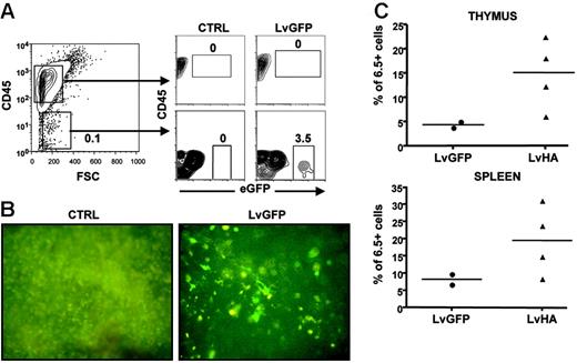 Figure 4. Thymic CD45– radioresistant cells are sufficient for positive selection of HA-specific Tregs following lentiviral vector injection. (A, left) Shown is a representative CD45 versus forward side scatter (FSC) staining of total cells of a thymus from a TCR-HA mouse after collagenase and Dnase I digestion. (A, right) Evaluation of eGFP expression in CD45+ and CD45– cells after injection of PBS (CTRL) or LvGFP vector. Similar result was obtained in another mouse. (B) Direct visualization of radioresistant transduced cells in the thymus of 9 Gy–irradiated TCR-HA mice irradiated 4 weeks after injection of PBS (CTRL) or of the eGFP-expressing vector (LvGFP). Whole thymuses were examined for eGFP fluorescence directly under a UV microscope in PBS 1 × 6 weeks after irradiation and T-cell–depleted bone marrow transfer from TCR-HA mice. Original magnification: ×40. (C) Frequencies of HA-specific cells within CD4SP CD25+ thymocytes or CD4+CD25+ splenocytes in TCR-HA mice injected with the control eGFP-expressing vector (LvGFP) or the HA-expressing vector (LvHA) 4 weeks prior to irradiation. Analysis was performed either 4 or 6 weeks after T-cell–depleted bone marrow transfer in a single experiment.