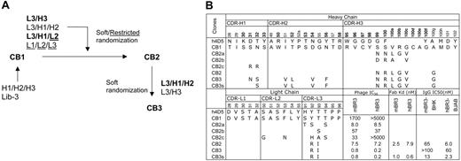 Figure 2. Affinity improvement of CB1. (A) Flow chart of CB1 affinity maturation. Combinations of CDR loops were diversified in different libraries by soft randomization (see “Materials and methods”) or restricted randomization mimicking natural antibody diversities (underlined). The CDR combinations shown in bold text indicate the libraries from which improved binders were isolated. (B) Amino acid sequences of CB1 CDRs as deduced from DNA sequencing are aligned with the template of the synthetic antibody libraries, h4D5. The positions randomized in the libraries are in bold. Alterations in the affinity-improved variants are shown with their affinities measured as Fab-phage IC50 values in competition ELISA, as Fab KD values measured with SPR technology (BIAcore), or as IgG protein IC50 values competing with BAFF for binding to mBR3-(BHK) or hBR3-(BJAB) expressing cells, as described in “Materials and methods.”