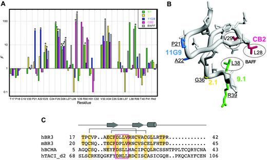 Figure 3. Mapping binding sites on BR3. (A) Shotgun alanine–scanning mutagenesis of miniBR3 for binding to antibodies and BAFF. The normalized functional ratios (F) observed for each of the scanned positions in BR3 obtained from sequences of positive clones after selection for binding to CB2-IgG, BAFF,31 or hybridoma-derived antibodies 9.1, 2.1, and 11G9. Bars with an asterisk above them indicate values that represent a lower limit because alanine was not observed at these positions. (B) Functional epitopes mapped on the structure of hBR3 (1P0T35). Distinct antibody determinants (F > 10) based on shotgun alanine–scanning are highlighted for each BR3-binder by coloring corresponding side chains as in panel A; key BAFF-binding residues are circled. Residues that affect a majority of binders are not colored as they likely affect binding indirectly. Residues that differ between hBR3 and mBR3 are underlined. (C) Sequence alignment of the BAFF-binding cysteine-rich domains of hBR3, mBR3, h-BCMA, and h-TACI. Secondary structure and disulfide-bonding pattern of BR3 are shown. Residues identical to hBR3 are shaded. The conserved DxL(V/L) motif is boxed.