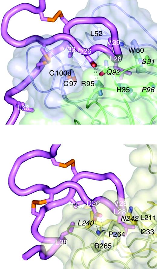 Figure 4. CB3s mimics BAFF binding to BR3. Structure of the CB3s-Fab/BR3 complex (top) compared with the BAFF/BR3 complex (bottom; 1OTZ/1P0T35). BR3 (magenta) is shown in the same orientation in both complexes. The tip of the BR3 β-hairpin (L28/V29) points into a cavity at the junction of light (green) and heavy (blue) chains on CB3s (transparent surface models, selected side chain shown), or at the junction of 2 BAFF monomers (light and dark gold), with BR3 D26 forming a salt bridge with an arginine side chain in each complex. CB3s contact residues are labeled in black, light chain residues are in italic; key BAFF-binding residue side chains of BR3 are shown and labeled in white.