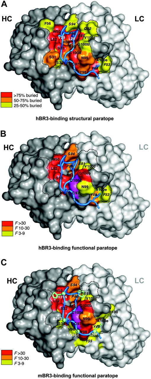 Figure 5. Structural and functional paratopes of CB3s for hBR3 and mBR3 binding. (A) The CB3s CDR binding surface of heavy (gray) and light (white) chains with structural contacts colored according to the extent buried by BR3. Residues are labeled using the same format as in Figure 4. (B) Residues that contribute energetically to binding hBR3 or (C) mBR3 are mapped on the structure of CB3s with color coding according to their importance as indicated by shotgun alanine–scanning F values. In panel C, side chains for hBR3 residues that differ in mBR3 are shown and labeled (white) with the human-to-murine substitution. The functionally important disulfide in CDR-H3 is colored magenta. The dotted line depicts the perimeter of the main structural paratope.