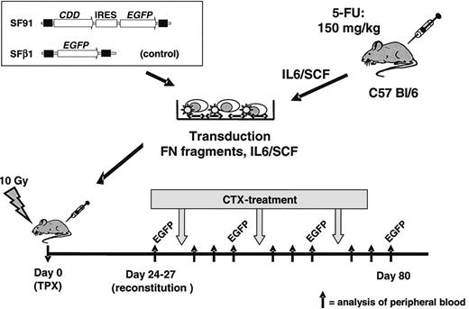 Figure 1. In vivo bone marrow transplant/cytidine deaminase (CDD) gene transfer model. Bone marrow cells were harvested from C57 Bl/6 mice, prestimulated with IL-6/SCF, transduced in the presence of fibronectin (FN) fragments and IL-6/SCF, and transplanted by tail vein injection into lethally irradiated recipients. A spleen focus-forming virus-based vector containing the CDD cDNA in combination with the enhanced green fluorescent protein (EGFP) marker gene was used. A vector expressing EGFP only served as control. After hematopoietic reconstitution, animals were treated with repetitive cycles of cytarabine (500-1000 mg/kg administered intraperitoneally on 4 consecutive days). Peripheral blood counts as well as the percentage of EGFP+ granulocytes and lymphocytes were analyzed 3 days before and 1, 4, and 8 days after treatment cycle. IRES indicates internal ribosomal entry site.