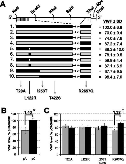 Figure 6. In vitro transfection of full-length Vwf cDNA constructs and mutagenized variants. (A) Reference full-length Vwf cDNA is shown with the Myc-tag, relevant restriction enzyme sites, and SNPs noted (lines below construct). Larger representations of the NotI/EcoRI fragment and the region flanking R2657Q are shown below in CASA/RkJ and A/J VWF cDNA full-length constructs (no. 1 and no. 2, respectively) and mutagenized variants (nos. 3-10). In the individual constructs, black boxes represent CASA/RkJ sequence and gray boxes represent A/J sequence. The various chimeras are depicted as mixed gray and black, with corresponding amino acid designations below. VWF levels in conditioned media from COS-1 transfections are shown at right, represented as a percentage of CASA/RkJ transfection levels ± SD. (B) VWF levels in conditioned media following transfection of COS-1 cells with full-length A/J (pA) and CASA/RkJ (pC) cDNA. A strain-specific increase (1.43-fold) is noted. Error bars represent ± 95% confidence interval. *P < .001. (C) Expression of Vwf plasmids are summarized by pooling the results for all transfections by the sequence differences at each amino acid position. For example, in the T20A columns, the gray bar summarizes VWF expression in the 5 constructs which have the A/J-specific amino acid at position 20 (T), and the black bar summarizes VWF levels in the 5 constructs which have the CASA/RkJ amino acid (A) at the equivalent location. A similar pattern is repeated for each amino acid. An amino acid–specific increase (1.32-fold) is noted. Error bars represent ± 95% confidence interval. †P < .001.