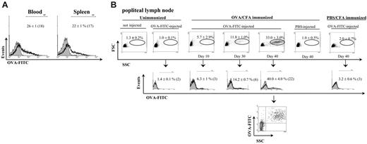 Figure 1. Analysis of antigen-capturing cells in lymphoid organs from immune mice. Unimmunized, OVA/CFA-immunized, and PBS/CFA-immunized mice were injected with OVA-FITC or PBS into the footpad, and 6 hours later blood, spleen, and LNs were processed for flow cytometry. (A) The histograms show the percentage of OVA-FITC+ cells in blood and spleen from OVA/CFA-immunized mice injected with OVA-FITC (black line) or PBS (gray area). (B) Top panels show forward and side light scatter profiles of LN cells. The bottom panel shows the percentage of OVA-FITC+ LN cells in OVA-FITC–injected (black line) or in PBS-injected (gray area) mice from the total cell population. A graph showing side light scatter profile of OVA-FITC+ cells is also included. Data shown in parentheses depict MFI. One typical experiment of 4 performed is shown (n = 3-4 mice per group).