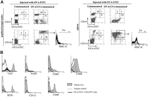 Figure 2. Surface phenotype of OVA-FITC+ cells. Unimmunized and OVA/CFA-immunized mice (day 40) were injected with OVA-FITC into the footpad, and 6 hours later LNs and spleen were obtained and processed by flow cytometry. (A) Density plot graphs show CD19 and CD11b expression versus green fluorescence in OVA-FITC–injected mice. The histograms show staining for MHC-II of the gated population; the percentage of cells with a fluorescent intensity over the marker (black line), corresponding to the upper limit of control background staining (gray area) is indicated. (B) Histograms show in black lines the expression of the indicated markers in OVA-FITC+ CD11bhigh LN cells, and the gray shaded area denotes the expression of the same marker in whole LN cells. The gray lines represent cells stained with an isotype-matched control antibody. One typical experiment of 4 performed is shown (n = 3-4 mice per group).