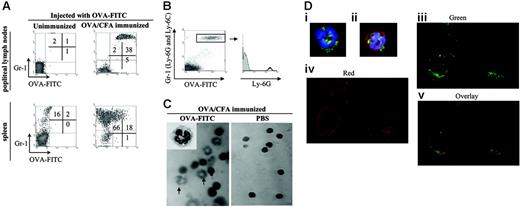 Figure 3. OVA-FITC+ cells in lymphoid organs are mainly neutrophils. OVA/CFA-immunized mice were injected in the footpad with OVA-FITC, and 6 hours later lymphoid organs were obtained. (A) Density plot graphs show Gr-1 expression versus green fluorescence. (B) Gr-1high OVA-FITC+ cells show high levels of Ly-6G. (C) May-Grünwald-Giemsa–stained cytospin preparations of LNs from OVA-FITC, or PBS-injected, OVA/CFA-immunized mice. Arrows indicate NEs. (D) LNs from OVA/CFA-immunized mice injected with OVA-FITC: (i-ii) (original magnification, ×600) typical polylobed nucleus of OVA-FITC+ NEs in cytospin preparation stained with DAPI alone (in blue) (i) or DAPI plus anti–Gr-1–labeled with Alexa Fluor 546 (red) (ii); (iii-iv) (original magnification, ×400) confocal microscopy: OVA-FITC+ cells (green) and Gr-1+ cells (red) as well as a merged image are shown. Panels C and Di-ii were obtained with conventional microscopy. One typical experiment of 4 performed is shown (n = 3-4 mice per group).