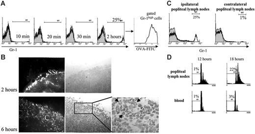 Figure 5. Localization and kinetics of neutrophil influx in the site of inoculation and in LNs. Mice immunized with OVA/CFA or PBS/CFA were injected with OVA-FITC in the footpads on day 40. (A) Kinetics of NEs (Gr-1, black line) in LNs at different short time periods (10 minutes, 20 minutes, 30 minutes, or 2 hours), evaluated by FACS. The percentage of NEs (Gr-1high) is also indicated with the gray area corresponding to control background staining. (B) Localization of OVA-FITC+ cells in LNs. The left panels show fluorescent microphotographs of LN sections 2 hours (top panels) or 6 hours (bottom panels) after OVA-FITC injection in the footpad of OVA/CFA-immunized mice. The right panels show the corresponding hematoxylin/eosin-stained tissue sections at ×250 and at higher magnification (×1000). Arrows indicate NEs; SS, subcapsular sinuses; C, cortex. (C) Gr-1high cells (black line) from ipsilateral and contralateral LNs 6 hours after OVA-FITC injection in OVA/CFA-immune mice, processed by FACS. The gray area corresponds to control background staining. (D) Analysis of apoptosis of NEs in LNs or blood obtained 12 or 18 hours after OVA-FITC injection in the footpad of OVA/CFA-immune mice. Cells were stained with FITC-anti–Gr-1 antibody and propidium iodide and then analyzed by flow cytometry. The percentage of cells with hypodiploid DNA in the gate of Gr-1+ cells is indicated in each panel. One typical experiment of 3 performed is shown (n = 3-4 mice per group).