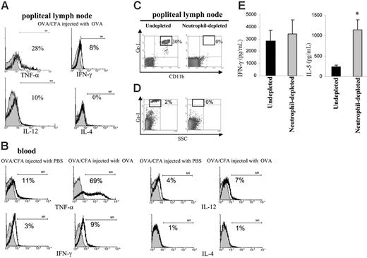 Figure 6. Neutrophils present in LNs mainly expressed TNF-α and their depletion resulted in an antigen-specific increase in IL-5 levels. (A-B) Mice immunized with OVA/CFA were injected with PBS or OVA, and 6 hours later LN cells and peripheral blood were obtained and analyzed for intracellular cytokines. Cells were stained with anti–TNF-α, anti–IFN-γ, anti–IL-12, anti–IL-4 (black line), or an isotype-matched control antibody (gray area) (histograms gated on Gr-1high cells). One typical experiment of 3 performed is shown. (C-D) OVA/CFA-immunized mice were treated with isotype control (undepleted) or RB6-8C5 (NE-depleted) antibody. On day 40 (C) (6 hours after injection of OVA) and on day 42 (D) (48 hours after injection to OVA), LN cells were processed for flow cytometry. Density plots are representative of 3 to 4 mice analyzed. (E) OVA/CFA-immunized mice treated with isotype control (undepleted) or RB6-8C5 (neutrophil-depleted) antibody were injected on day 40 in footpad with OVA, 48 hours later LN cells were removed and then cultured for 72 hours with 100 μg/mL OVA (3.5 × 105 cells/200 μL/well). The supernatants from triplicate cultures were pooled, and cytokine content was measured in triplicate by capture ELISA. *P < .005 compared with undepleted mice. One typical experiment of 3 performed is shown (n = 3-4 mice per group).