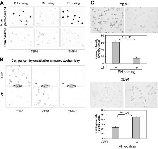 Figure 4. Behavior and fate of cell-surface TSP-1 in T lymphocytes. (A) Detection of TSP-1 (Ab4) and TIMP-1 in nonpermeabilized and per-meabilized AF24 cells after 15 minutes on fibronectin (FN) and poly-L-lysine (PLL). It is evident that the control molecule TIMP-1 is not expressed on the cell surface. Arrowheads point to cells. (B-C) RAP (B) and CRT (C) displace TSP-1 and expose CD91. AF24 cells were incubated with RAP (50 μg/mL) or CRT (1 μg/mL) during adhesion to fibronectin, and the cell-surface expression of TSP-1 was determined after 15 minutes. One representative experiment of 3 to 8 independent experiments is shown. Error bars indicate SEM. Statistics: Mann-Whitney U test. Bars: 10 μm.