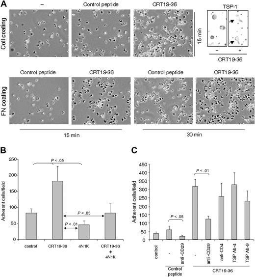 Figure 6. Triggering of CD47-dependent T-cell adhesion through the N-terminal domain of TSP-1. (A) Stimulation of adhesion and spreading of AF24 T cells on collagen type IV and fibronectin by CRT19-36, at a concentration of 50 μM. Flattened cells (phase dark) with pseudopodia dominate among cells treated with CRT19-36, whereas spherical cells (phase bright) dominate in controls (hep2). The top right panels show enhancement of TSP polarization in cells with CRT19-36. (B) 4N1K inhibits T-cell adhesion induced by CRT19-36; both peptides used at a concentration of 50 μM. (C) An anti–β1-integrin antibody (CD29, 4 μg/mL) inhibits adhesion and spreading of AF24 T cells on fibronectin (10 μg/mL) induced by CRT19-36 as determined after 15 minutes. A control peptide, hep1, did not stimulate adhesion. One representative of 3 to 9 independent experiments is shown. Error bars indicate SEM.