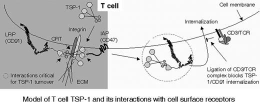 Figure 7. Model of T-cell TSP-1 and its interactions with cell-surface receptors. TSP-1 is associated to CRT/CD91 and/or integrin at the NH2-terminal domain before adhesion, as indicated by small circles. Adhesive interactions with ECM components or ICAM-1 via integrins trigger interaction of the C-terminal domain of TSP-1 with CD47 (small circle) and up-regulate TSP turnover. Ligation of TCR/CD3 inhibits internalization of TSP-1, CRT, and CD91 and focuses TSP-1 onto its cell-surface receptors.