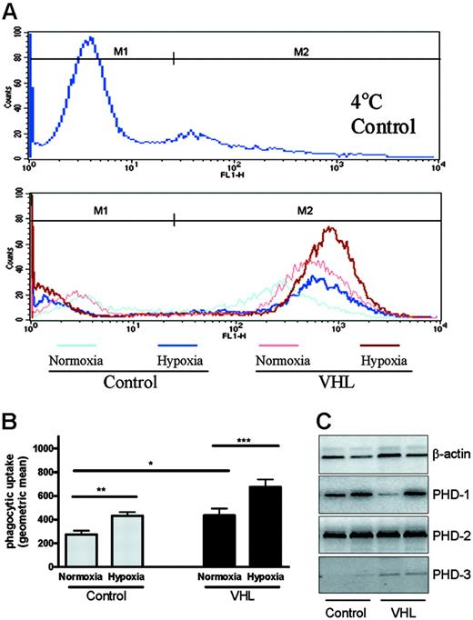Figure 2. Hypoxia and VHL expression regulate neutrophil phagocytosis. Following a 1-hour preincubation in normoxia (19 kPa), hypoxia (3 kPa), or normoxia at 4°C (binding control) neutrophils from healthy controls or patients with genotyped VHL disease were cocultured with heat-inactivated FITC-labeled streptococci and the uptake of FITC by neutrophils assessed by flow cytometry at 1 hour. (A) Representative histograms of uptake of FITC-labeled streptococci from VHL and control neutrophils in normoxia (pink line VHL, pale blue line control) and hypoxia (red line VHL, dark blue line control), with M2 indicating the region used to calculate the mean fluorescence. (B) Mean ± SEM of the geometric mean fluorescence values following ingestion of streptococci (* P < .05; ** P < .03; *** P < .001; n = 4). Detection of PHD1-3 mRNAs was performed on freshly isolated neutrophils by RT-PCR, using RNA isolated from patients 13 and 14 and 2 healthy controls (C). The following primer sequences were used: PHD1, forward 5′ AGAGAACCAGGAGGCAGAGC 3′, reverse 5′AAATGAGCAACCGGTCAAAG 3′; PHD2, forward 5′ GAGAAGGCGAACCTGTACCC 3′, reverse 5′ GCTCGTGCTCTCTCATCTGC 3′; PHD3, forward 5′ GCTTCCTCCTGTCCCTCATC 3′, reverse 5′ CAGAGCACGGTCAGTCTTCA 3′; β-actin, forward 5′ CTACAATGAGCTGCGTGTGG 3′, reverse 5′ GCACTCTTCCAGCCTTCCTT 3′.
