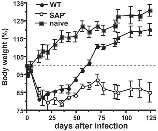 Figure 1. Severe illness in LCMVcl13-infected SAP– mice. Body weight was tracked for SAP– (○) and SAP+ mice (•) infected with LCMVcl13, versus uninfected controls (▪). Data are presented as percentage of body weight on day 0 of infection. More severe illness was observed in SAP– mice. Three months after infection, SAP– mice weighed 30% less than wild-type mice (P < .002). SAP–, n = 8; wild-type B6 (WT), n = 3. Data are representative of 3 independent experiments.