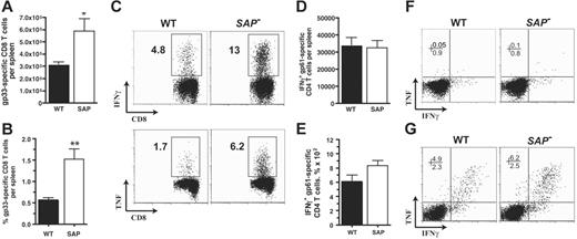 Figure 5. SAP– effector CD8 and CD4 T-cell responses to chronic viral infection. Antiviral CD8 and CD4 T-cell responses were measured at day 8 after LCMVcl13 infection (A-F). (A) LCMV-specific CD8+ T cells in spleen were quantified at day 8 after infection by gp33-41 Db MHC I tetramer binding using flow cytometry. SAP– LCMV-specific CD8 T cells were 90% more numerous (P < .03) (WT, n = 7; SAP–, n = 8). Data were pooled from 2 independent experiments. (B) Gp33-specific CD8 T cells are also shown as percentage of total splenocytes (P < .003). (C) IFNγ and TNF production profiles of W and SAP– CD8 T cells after 5 hours stimulation with gp33-41. (D) LCMV-specific CD4+ T cells in spleen were quantified by 5 hours of stimulation with the immunodominant gp61-80 I-Ab MHC II peptide and then analyzed by intracellular cytokine staining for IFNγ production. (E) Gp61-specific CD4 T cells as percentage of total splenocytes. (F) Intracellular cytokine staining for TNF and IFNγ after stimulation of day 8 post-LCMVcl13 infection spleen cells with gp61-80 peptide. CD4+ gated cells are shown. (G) For comparison, CD4 T cells at day 8 after acute LCMVarm infection. Intracellular cytokine staining for TNF and IFNγ after stimulation with gp61-80 peptide. CD4+ gated cells are shown. *P < .05. **P < .01. Data are representative of 4 independent experiments.