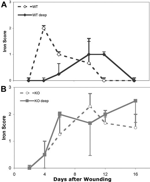 Figure 6. Iron staining in wounded skin from WT and HB mice. The intensity of staining was graded (0-3+) within the wound bed (open symbols) and in the deeper tissues beneath the wound site (closed symbols). The iron staining of WT wounds is shown in panel A and HB wounds in panel B. Each point represents grading from 2 sections of 3 to 4 mice each. Error bars indicate SD.
