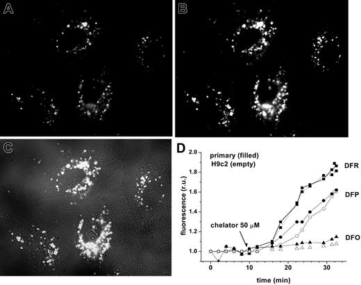 Figure 5. Chelator access to endosomal labile iron in H9C2 cells and cardiomyocytes, as revealed by endocytosed CALG-Fe complexes. H9C2 or cardiomyocytes were incubated with fluorescence-quenched CALG/Fe (1:1 ratio, 30 μM) for 1 hour at 37°C in HEPES-buffered DMEM medium, then washed and incubated at 37°C in the same medium. Fluorescence (485 nm excitation, 520 nm emission) was monitored by fluorescent microscopy (×60 objective). The images shown are of H9C2 cells, selected from a time sequence of 15 images recorded at 2-minute intervals: A was taken at 2 minutes (prior to chelator addition) and B at 28 minutes (18 minutes after addition of 50 μM DFR). C is a merged picture of fluorescence and phase contrast of image B. D represents mean fluorescence values of 4 cells/field calculated for each time-point image and normalized to the basal fluorescence prior to addition of chelator, in relative units (ru). The chelators DFO (triangles), DFP (circles), and DFR (squares) were added at 50 μM concentrations at 10 minutes, as indicated by arrow. H9C2 cells are indicated by closed symbols; primary cardiomyocytes, by open symbols.