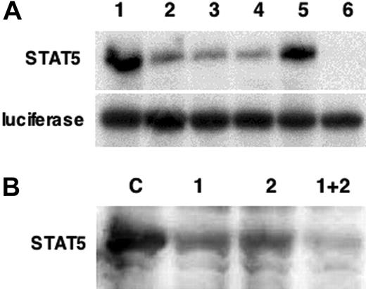 Figure 1. Characterization of STAT5 morpholinos. (A) Two distinct morpholinos (MO1 and MO2) were designed to target sequences around the ATG initiation site of xSTAT5. The ability of each to inhibit STAT5 translation was tested first in vitro. STAT5 protein (top panel) or as a control luciferase protein (bottom panel) was transcribed and translated in vitro using rabbit reticulocyte lysates either alone or in the presence of MO1, MO2, or both. Lanes are 1) DNA template alone, 2) 100 ng MO1, 3) 100 ng MO2, 4) 100 ng MO1 + 100 ng MO2, 5) 200 ng nonspecific control morpholino, and 6) 250 ng MO1 + 250 ng MO2. Translation lysates were analyzed by sodium dodecyl sulfate–polyacrylamide gel electrophoresis (SDS-PAGE) followed by fluorography. (B) The activity of the morpholinos was next tested in vivo. Shown is a representative Western blot for xSTAT5, following injection of RNA encoding xSTAT5 alone (control, C) or co-injected with either MO1 or MO2 alone (1 or 2, 10 ng) or both MO1 and MO2 together (1 + 2, 10 ng each). Under these conditions the morpholinos reproducibly result in a substantial inhibition of STAT5 expression.