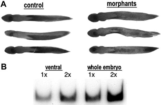Figure 2. STAT5 activity is required for normal blood island development. (A) Shown are representative embryos that were either uninjected (control) or injected with both MO1 and MO2 (20 ng each) into both blastomeres at the 2-cell stage. Embryos were harvested at stage 25 and processed by whole mount in situ hybridization to detect transcript levels for embryonic α-globin, which are substantially reduced in the morphant embryos. Embryos are positioned ventral side up and anterior to the left. This experiment was repeated 3 times, and although the number of affected embryos varies, the statistics provided under “Results” are representative. (B) RNA was isolated at stage 25 from presumptive VBI regions (ventral) or whole embryos and tested for the presence of xSTAT5 RNA using semiquantitative RT-PCR. Samples for the RT reaction contained either 0.25 μg(1×) or 0.5 μg(2×) of total RNA. The xSTAT5 RNA was detected in this example using 28 cycles of PCR and still showing dependence on the amount of RNA in the original RT reaction. This experiment was repeated 3 times with similar results.