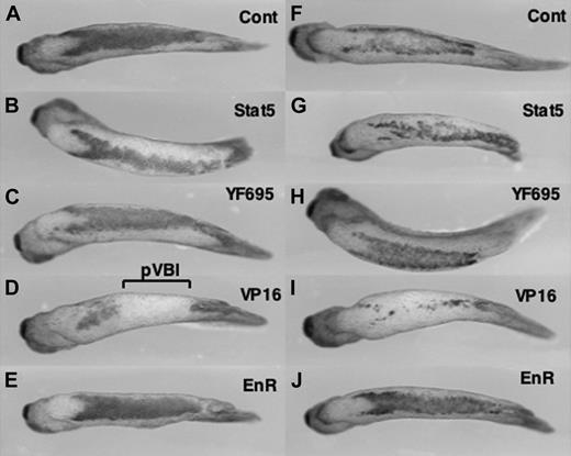 Figure 3. Expression of an activator isoform of STAT5 inhibits primitive erythropoiesis in the VBI. Embryos were injected at the 4-cell stage into the 2 presumptive “ventral” blastomeres, to target RNA to the presumptive posterior VBI. Shown are representative embryos processed by in situ hybridization at stage 35 with probes for embryonic α-globin (left panels, A-E) or SCL (right panels, F-J). Embryos were injected with RNA encoding lacZ as a control (A, F), STAT5 (B, G), a mutated form of STAT5 that should be inactive (C, H), a constitutively activated isoform STAT5-VP16 (D, I), or a repressor isoform STAT5-EnR (E, J). The region of the pVBI that is inhibited for erythropoiesis by STAT5-VP16 is indicated in panel D. Views are ventral, with anterior to the left. The data are consistent with a normal function for STAT5 as a repressor of genes that inhibit globin expression. While the transcript patterns can vary somewhat from embryo to embryo, the phenotypes seen were reproducible in at least 3 independent experiments. The embryos shown here are derived from one experiment, where the expression pattern shown is most representative from a batch of (n) embryos: A, 12 of 12; B, 11 of 11; C, 10 of 15; D, 7 of 9; E, 13 of 13; F, 17 of 20; G, 10 of 13; H, 8 of 13; I, 9 of 12; J, 10 of 14.