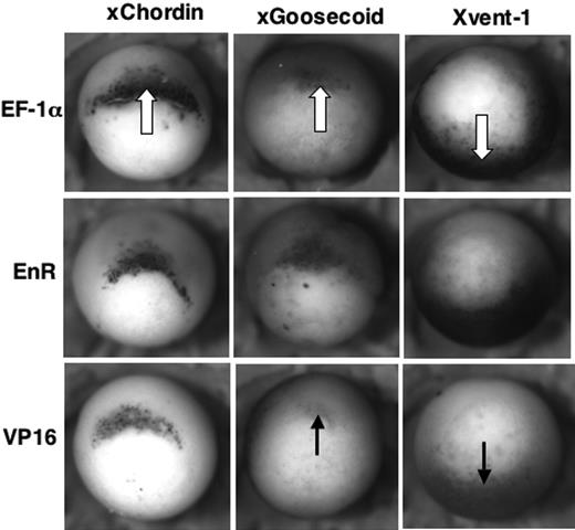 Figure 4. Modulation of STAT5 activity does not correlate with altered BMP signaling. Shown are representative embryos processed by whole mount in situ hybridization at stage 10.5 for the dorsal-anterior mesoderm marker xChordin (left column panels), the Spemann Organizer marker xGoosecoid (middle column panels), or the ventral-posterior marker Xvent-1 (right column panels). All embryos are shown with a dorsal lip view, anterior at the top. Embryos were injected with EF-1α as a control (top row) or had been injected with RNA encoding STAT5-EnR (middle row) or STAT5-VP16 (bottom row), as indicated. The white arrows point out the normal expression domains for these early markers (seen in this experiment for the majority of at least 12 embryos). As indicated by the black arrows, STAT5-VP16 reduces modestly the expression levels for both xGoosecoid (seen in this experiment for 7 of 12 embryos) and Xvent-1 (seen in this experiment for 10 of 16 embryos) but not xChordin (13 embryos).