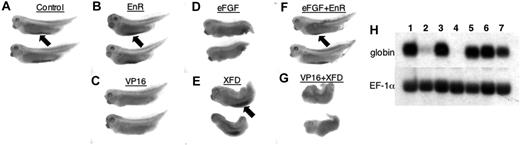 Figure 6. STAT5 activity can interact with FGF signaling in Xenopus embryos. Shown are representative embryos fixed and stained with benzidine to detect differentiated globin-expressing erythroid cells. Embryos had been injected into both blastomeres at the 2-cell stage with RNA encoding (A) lacZ as a control, (B) STAT5-EnR, (C) STAT5-VP16, (D) eFGF, (E) the dominant-negative FGFR isoform XFD, (F) eFGF + STAT5-EnR, (G) STAT5-VP16 + XFD. Benzidine-positive blood islands are indicated by the black arrows. Note that STAT5-VP16 and eFGF each inhibit VBI development (C-D). Restoring STAT5 repressor activity by STAT5-EnR is sufficient to rescue at least partially the repressive effect of eFGF (F), while XFD is unable to rescue VBI development that is repressed by STAT5-VP16 (G). Views are lateral with anterior to the left. The patterns shown were reproducible in at least 3 independent experiments. The embryos shown here are most representative of the staining patterns from one experiment representing the phenotype of (n) embryos: A, 12 of 19; B, 14 of 27; C, 12 of 12; D, 8 of 19; E, 23 of 26; F, 18 of 32; G, 21 of 29. (H) Shown is a representative Northern blot probed for RNA encoding embryonic α-globin (top panel) or as a loading control, the same blot reprobed for the housekeeping gene EF-1α (bottom panel). Samples are derived from pools of at least 25 embryos that had been injected with RNA encoding (1) lacZ as a control, (2) STAT5-VP16, (3) STAT5-EnR, (4) eFGF, (5) XFD, (6) eFGF + STAT5-EnR, (7) XFD + STAT5-VP16. Note that STAT5 repressor activity rescues much of the inhibition of globin transcription by eFGF (lane 6), while STAT5-VP16 is still partially repressive even in the presence of XFD (lane 7).