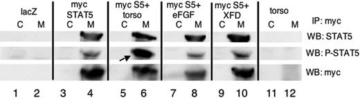 Figure 7. Expression of an activated FGF receptor results in increased phosphorylation of STAT5 in Xenopus embryos. Shown are representative Western blotting experiments on samples that had been immunoprecipitated with antibodies specific for the myc epitope (M) or equivalent samples that were processed similarly using an isotype-matched control antibody (C). Lysates were derived from pools of 20 stage 12 embryos that had been injected with RNA encoding LacZ as a control (lanes 1, 2), myc-tagged xSTAT5 (myc STAT5, lanes 3, 4), the constitutively activate isoform of the FGFR1 (torso) + myc-STAT5 (myc S5, lanes 5, 6), eFGF + myc STAT5 (lanes 7, 8), myc-STAT5 + the dominant-negative FGFR1 (XFD, lanes 9, 10), or the constitutively active isoform of the FGFR1 (torso) alone (lanes 11, 12). Blotted samples were probed sequentially using antibodies for total STAT5 protein (top panel), STAT5 phosphorylated specifically at tyrosine 695 (P-STAT5, middle panel), or total myc-tagged proteins (myc, bottom panel). The phospho-STAT5 levels are increased over baseline upon expression of torso (arrow in lane 6), although the baseline levels of phospho-STAT5 are not reduced in the presence of XFD.