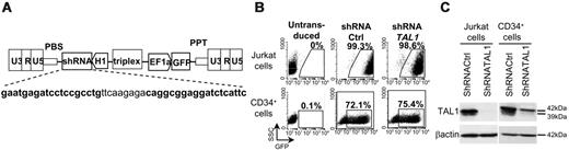 Figure 1. ShRNATAL1 lentiviral vector efficiently decreases TAL1 expression in hematopoietic cells. (A) Lentiviral construct for human shRNATAL1 and GFP expression. Bold characters correspond to sense and antisense oligonucleotides used for shRNATAL1 design. (B) Transduction efficiency assessed by GFP expression in Jurkat cells and CD34+ cells after shRNActrl and shRNATAL1 vector transduction. (C) Western blot analysis of human TAL1 protein in total unsorted transduced cells. β-actin is used as protein loading control.