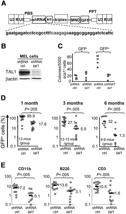 Figure 5. Decreased tal1 expression levels impair murine adult hematopoiesis. (A) Lentiviral construct for murine shRNAtal1 as in Figure 1. (B) Western blot analysis of TAL1 protein in shRNActrl and shRNAtal1 transduced MEL cells. (C) Transduced Sca1+ cells were plated in semisolid culture and the colonies issued from shRNActrl and shRNAtal1 transduced (GFP+) and nontransduced (GFP–) clonogenic progenitors were counted. Each symbol represents an independent experiment. (D) At 1, 3, and 6 months after Sca1+ cell transplantation, engraftment levels in the peripheral blood of treated mice were determined by the percentage of GFP+; the horizontal bars indicate the median % of GFP+ cells. (E) Percent of GFP+ myeloid (CD11b), B-lymphoid (B220) and T-lymphoid (CD3) cells in the blood of 3-month shRNActrl and shRNAtal1 mice.