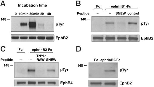 Figure 2. Detection of EphB2 and EphB4 phosphorylation in primary human endothelial cells. (A) Kinetics of EphB2 phosphorylation in HUVECs stimulated with ephrin B1-Fc. HUVECs were incubated in medium only or were treated with ephrin B1-Fc (1 μg/mL) for 10 minutes, 30 minutes, 2 hours, and 4 hours. Cell lysates (150 μg) were immunoprecipitated with goat IgG antibodies to EphB2, and the precipitates were immunoblotted with anti–phosphotyrosine mouse monoclonal antibodies (4G10). The membrane was reblotted with goat IgG antibodies to EphB2 (results are representative of 3 experiments). (B) Effect of the SNEW peptide (100 μM) on EphB2 phosphorylation in HUVECs stimulated for 10 minutes with ephrin B1-Fc (1 μg/mL) or with a control Fc-fusion protein (Fc, leptin receptor-Fc chimera, 1 μg/mL). As a control peptide (control), we used a scrambled form of SNEW (SCR-EPQ, 100 μM). EphB2 was immunoprecipitated, immunoblotted with anti–phosphotyrosine mouse monoclonal antibodies, and reblotted with goat IgG antibodies to EphB2 antibodies. (C) EphB4 phosphorylation was induced in HUVECs stimulated with ephrin B2-Fc (1 μg/mL). HUVECs were incubated for 30 minutes with a control Fc-fusion protein (Fc, leptin receptor-Fc chimera, 1 μg/mL) or with ephrin B2-Fc (1 μg/mL) in medium alone or in medium supplemented with the peptide TNYL-RAW (100 μM) or the peptide SNEW (100 μM). EphB4 was immunoprecipitated, immunoblotted with anti–phosphotyrosine mouse monoclonal antibodies, and reblotted with goat IgG antibodies to EphB4 antibodies. (D) EphB2 phosphorylation was induced in HUVECs after stimulation for 30 minutes with ephrin B2-Fc (1 μg/mL) but not with a control Fc-fusion protein (Fc, leptin receptor-Fc chimera, 1 μg/mL). Phosphorylated EphB2 was visualized after immunoprecipitation and immunoblotting with anti–phosphotyrosine mouse monoclonal antibodies; total EphB2 was visualized after reprobing with antibodies to EphB2.