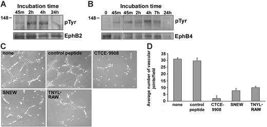 Figure 3. Analysis of EphB2 and EphB4 phosphorylation and function during endothelial cell cord formation on extracellular matrix. (A-B) HUVECs were incubated on Matrigel-coated wells for the indicated times. After incubation, cells were washed in PBS at 4°C and removed by trypsin digestion at 4°C, and cell lysates were immunoprecipitated with goat IgG antibodies to EphB2 (A) or EphB4 (B). Immunoprecipitates were immunoblotted with anti–phosphotyrosine mouse monoclonal antibody 4G10, and the membranes were reblotted with the immunoprecipitating antibodies to EphB2 or EphB4. Results derived from independent experiments, each representative of 3 experiments. (C) Effects of the peptides CTCE-9908, SNEW, and TNYL-RAW on Matrigel-dependent cord formation. HUVECs were incubated for 18 hours onto Matrigel-coated wells in medium alone (none), with control peptide SCR-WTL (100 μM), CTCE-9908 peptide (50 μg/mL), SNEW peptide (100 μM), or TNYL-RAW peptide (100 μM). Representative images from phase-contrast microscopy reflecting various degrees of cord formation after 18 hours of incubation (original magnification, ×5). Representative results from 5 experiments. (D) Quantitative analysis of HUVEC cord formation on Matrigel-coated wells under the same conditions listed in panel C and measured as a function of the number of vascular joints per visual field (magnification, ×10). Results reflect the mean ± SD of 3 independent experiments; in each experiment, 4 nonoverlapping fields were counted.