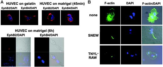 Figure 4. Surface EphB2 and EphB4 expression and actin polymerization during cord formation. (A) HUVECs were plated onto gelatin-coated or Matrigel-coated glass chamber slides and incubated at 37°C. After 45 minutes and 6 hours of incubation, cells were fixed with 1% formaldehyde, stained for EphB2 or EphB4 with specific goat IgG antibodies followed by Texas Red donkey anti–goat IgG and DAPI, and examined with a confocal system. Images were from phase-contrast and epifluorescence microscopy showing representative HUVECs cultured on gelatin (18 hours) or Matrigel (45 minutes and 6 hours) (original magnification, ×10 ×25). (B) HUVECs were plated onto Matrigel-coated glass chamber slides and were incubated at 37°C in medium alone, medium with the SNEW peptide (100 μM), or medium with the TNYL-RAW peptide (100 μM) for 6 hours and then stained with phalloidin-FITC and DAPI. Images from confocal epifluorescence microscopy show representative F-actin detection in HUVECs (original magnification, ×25).