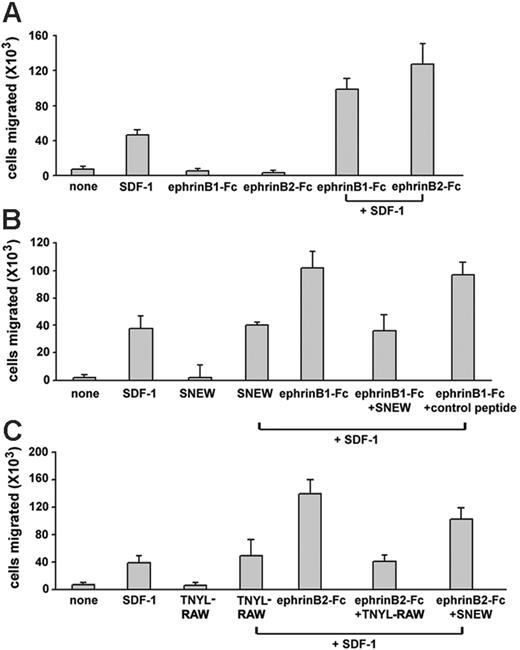 Figure 6. Stimulation with ephrin B1-Fc or ephrin B2-Fc enhances SDF-1-induced HUVEC chemotaxis. (A) HUVECs (0.5 × 106) preincubated (10 minutes, 37°C) in medium only, with ephrin B1-Fc (1 μg/mL), or with ephrin B2-Fc (1 μg/mL) were placed on the top chamber of the transwell. SDF-1α (50 ng/mL) or chemotaxis medium only was placed in the bottom chamber. (B) HUVECs (0.5 × 106) were first incubated (20 minutes) in medium only, with the peptide SNEW (100 μM), or with a control scrambled form of SNEW (SCR-EPQ, 100 μM). Cells were subsequently incubated (10 minutes, 37°C) with medium only or with ephrin B1-Fc (1 μg/mL). Cells and additives were placed on the top chamber of the transwell. SDF-1α (50 ng/mL), or chemotaxis medium only was placed in the bottom chamber, and the transwells were incubated for 18 hours at 37°C. (C) HUVECs (0.5 × 106) were first incubated (20 minutes, 37°C) in medium only, with the peptide TNYL-RAW (100 μM), or with the peptide SNEW (100 μM); cells were subsequently incubated (10 minutes, 37°C) with medium only or with ephrin B2-Fc (1 μg/mL). Cells and additives were placed on the top chamber of the transwell. SDF-1α (50 ng/mL) or chemotaxis medium only was placed in the bottom chamber. All transwell plates (A-C) were incubated 18 hours at 37°C. Cells accumulated into the lower chamber were counted. Results reflect the mean ± SD number of migrated HUVECs under the different conditions tested (3-5 separate experiments, each performed in triplicate).