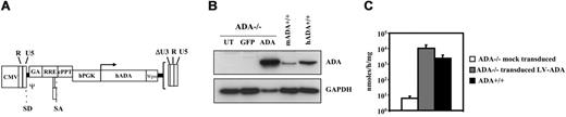 Figure 1. Lentiviral vectors transduced ADA null BM cells at high efficiency. (A) Schematic representation of the lentiviral vector construct used in this study. Expression of the human ADA cDNA was driven by the PGK promoter. R and U5 indicate long terminal repeat (LTR) regions; ΔU3, deletion of the 3 LTR; SD and SA, splice donor and acceptor sites; ψ encapsidation signal including the 5′ portion of the gag gene (GA); RRE, Rev-response element; cPPT, central polypurine tract; and Wpre, woodchuck hepatitis virus posttranscription regulatory element. (B) ADA expression level in ADA–/– BM cells following lentiviral gene delivery. Cells were transduced for 24 hours in the presence of cytokines with either PGK-ADA LV (p24, 0.4 μg/106 cells) (ADA) or PGK-GFP control vector (GFP) (MOI, 50). At 5 to 7 days after transduction, ADA expression was analyzed on protein extracts by Western blot. As controls, ADA expression in cultured murine ADA+/+ BM cells (mADA+/+) and human mononuclear cells (hADA+/+) is shown. GAPDH was included as loading control. UT indicates untransduced. (C) ADA activity was measured by HPCE-based analysis in 5- to 7-day cultured BM cells derived from ADA–/– mice, either mock-transduced or transduced with LV-ADA (n = 9), or from ADA+/+ mice (n = 7). Values are shown as mean ± standard deviation (SD).