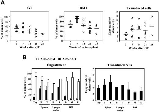 Figure 2. Long-term engraftment of transduced cells in peripheral blood and lymphoid organs. (A) Quantitative PCR for donor cells (Y chromosome in sex-mismatched transplantation) and transduced cells (LV DNA) in peripheral blood–nucleated cells. Results obtained in different mice assessed at the indicated time are given as percentage of donor cells and vector copy per genome of donor cell, respectively. Horizontal bars represent the average values. Only 2 mice (GT) and 3 mice (BMT) were studied at 28 weeks because the remaining were killed 6 months after treatment for tissue analysis. (B) Donor cell engraftment and vector copy number in primary and secondary lymphoid organs studied at 6 months after GT and BMT. Results are given as the mean ± SD of the percentage of donor cells and vector copy per genome of donor cell in different mice, respectively. Analysis was performed in thymocytes (Thy), T cells (T), and B cells (B) from spleen and lymph nodes, as well as in B cells, myeloid cells (M), and erythroid cells (E) from the BM.