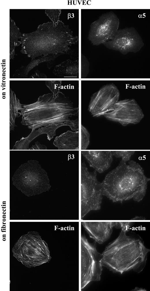 Figure 1. Localization/organization of endothelial integrins αvβ3 and α5β1. HUVECs were grown for 3 hours on vitronectin- or fibronectin-coated plates before fixing and staining. β3 and α5 integrin subunits were detected by indirect immunofluorescence and F-actin with fluorescently-conjugated phalloidin. Scale bar represents 20 μm. Results from a representative experiment (of at least 3) are shown.