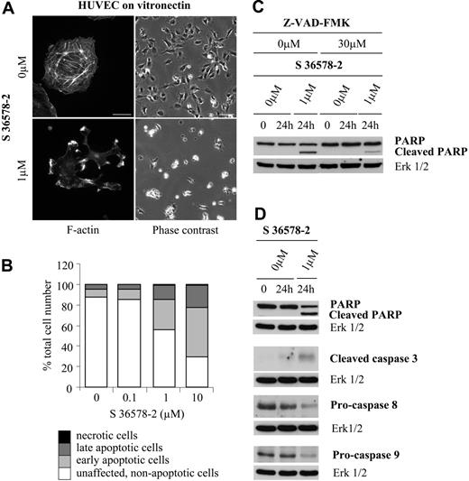 Figure 2. Effects of S 36578-2 on HUVECs spread on vitronectin. The compound S 36578-2 was added to cells 3 hours after seeding in experimental medium. (A) Cells were processed for F-actin detection 30 minutes after the addition of S 36578-2. Scale bar represents 20 μm. Phase contrast micrographs were taken 24 hours after treatment. Scale bar represents 100 μm. Results from a representative experiment, repeated at least 3 times, are shown. (B) Floating and attached cells were collected 24 hours after treatment. Apoptosis was assessed by flow cytometry after annexin V and propidium iodide staining. Results of 1 of 2 experiments with similar results are shown. (C) PARP cleavage was assessed by Western blotting 24 hours after treatment of cells with S 36578-2. Where indicated, cells were treated for 1 hour with the caspase inhibitor Z-VAD-FMK before S 36578-2 was added. Erk1/2 was used as loading control. Results of 1 of 3 experiments with similar results are shown. (D) Procaspase-8, procaspase-9, cleaved caspase-3, and PARP were detected by Western blotting. Erk1/2 was used as loading control. Results of 1 of 12 experiments with similar results are shown.